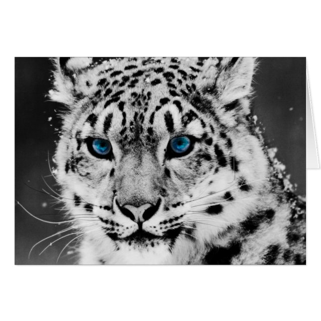 Snow Leopard (Vorderseite (Horizontal))