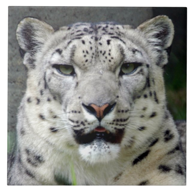 snow-leopard10x10 fliese (Vorderseite)