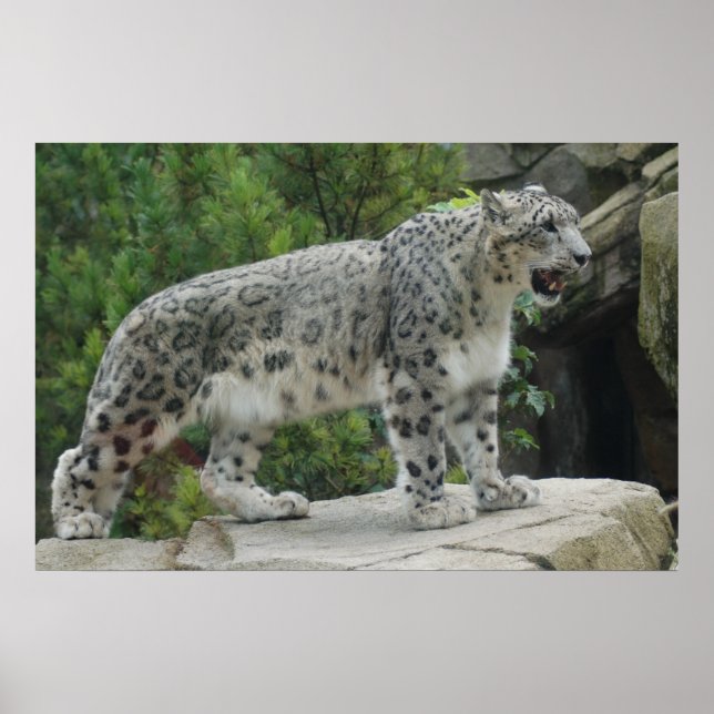 Snow Leopard 2 Poster (Vorne)
