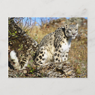 Snow Leopard am Ausblick Postkarte