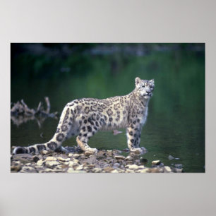 Snow Leopard am Fluss Poster