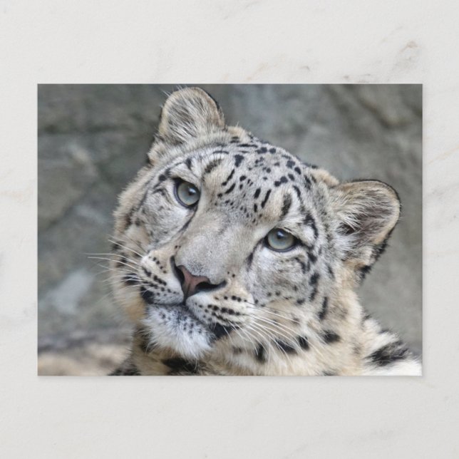Snow Leopard Closeup Face Postkarte (Vorderseite)