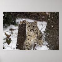 Snow Leopard Cub