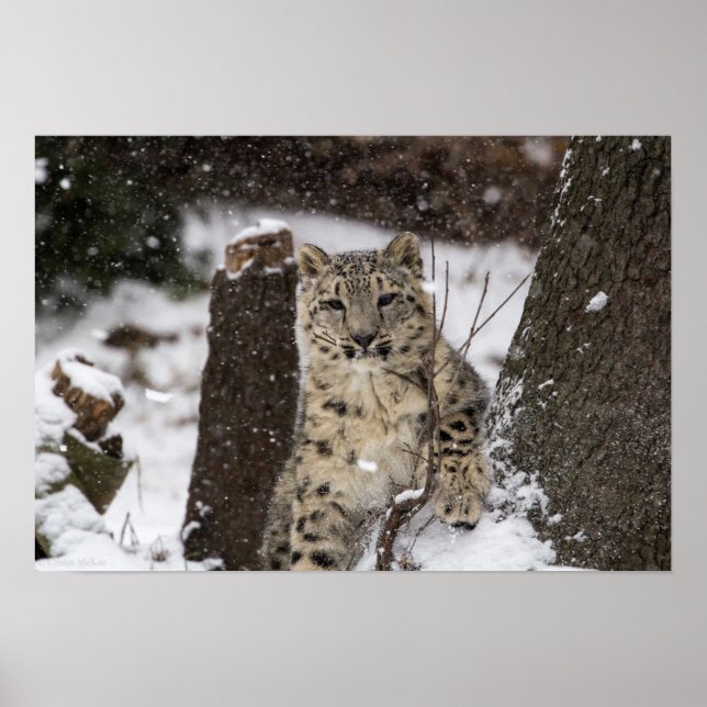 Snow Leopard Cub Poster (Vorne)