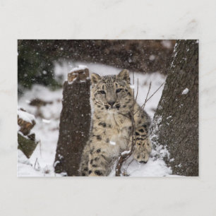 Snow Leopard Cub Postkarte