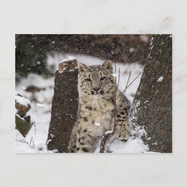 Snow Leopard Cub Postkarte (Vorderseite)