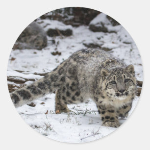 Snow Leopard Cub Runder Aufkleber