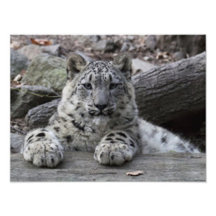 Snow Leopard Cub sitzend Fotodruck