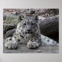Snow Leopard Cub sitzend