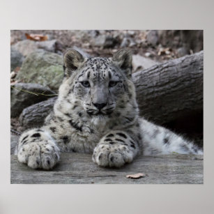 Snow Leopard Cub sitzend Poster