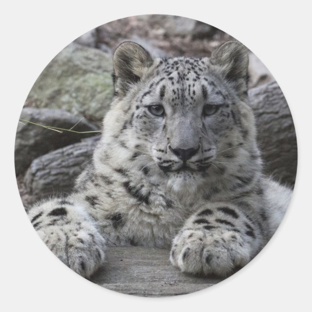 Snow Leopard Cub sitzend Runder Aufkleber (Vorderseite)