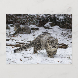 Snow Leopard Cub Stalking Birds Postkarte
