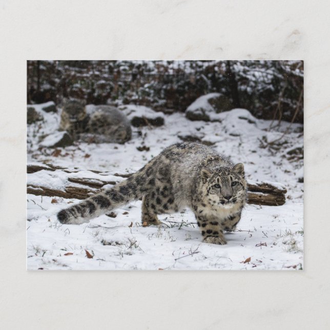 Snow Leopard Cub Stalking Birds Postkarte (Vorderseite)