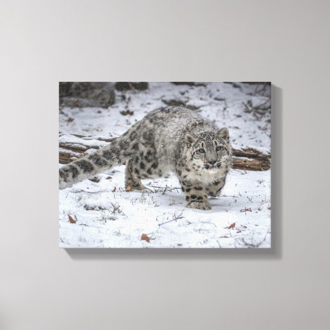 Snow Leopard Cub Stalking Leinwanddruck (Vorderseite)