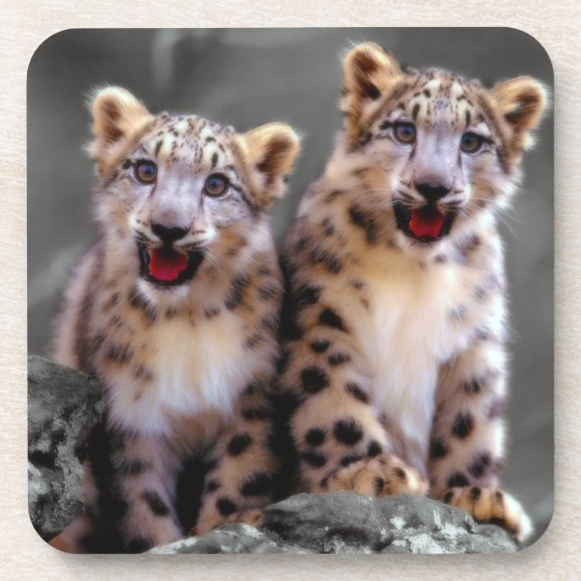 Snow Leopard Cubs Getränkeuntersetzer (Vorderseite)