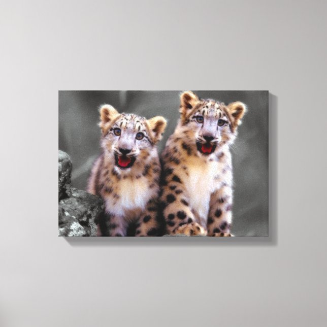 Snow Leopard Cubs Leinwanddruck (Vorderseite)