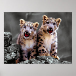 Snow Leopard Cubs Poster