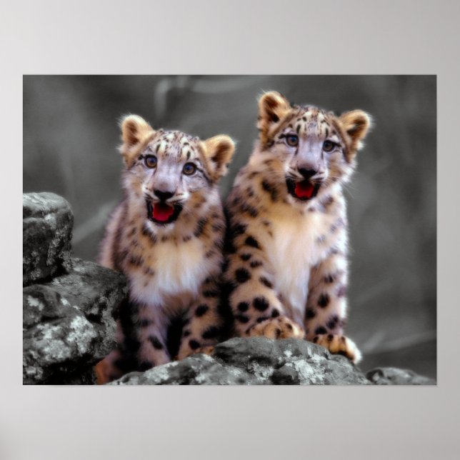 Snow Leopard Cubs Poster (Vorne)