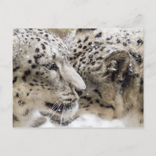 Snow Leopard Cuddle Postkarte