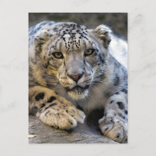 Snow Leopard Face Foto Postkarte