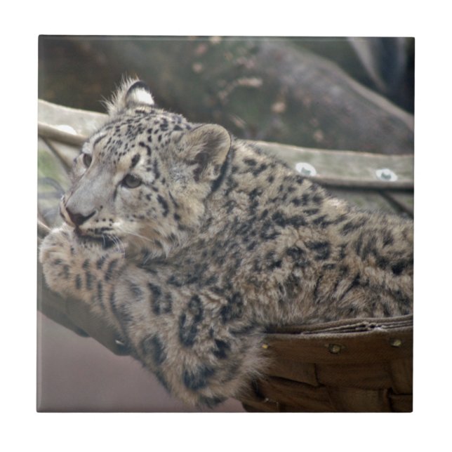Snow Leopard Fliese (Vorderseite)