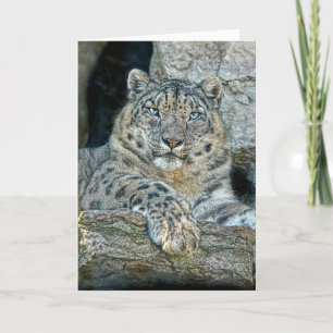 Snow Leopard Following Eyes Karte