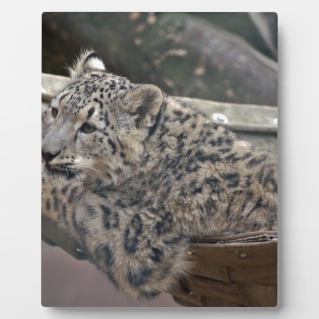 Snow Leopard Fotoplatte (Vorderseite)
