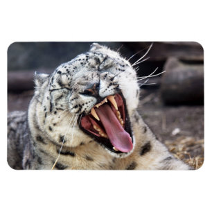 Snow Leopard gräbt flexibles Magnet