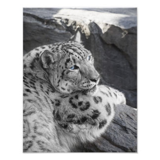 Snow Leopard Icy Stare Fotodruck