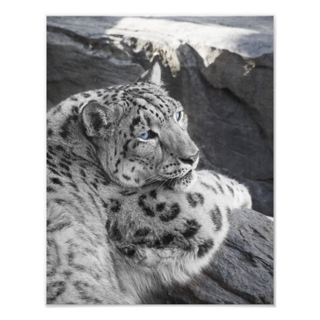 Snow Leopard Icy Stare Fotodruck (Vorne)