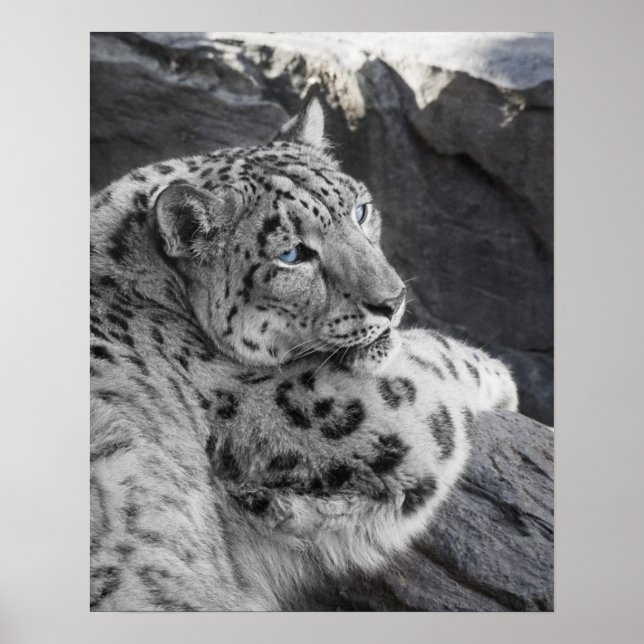 Snow Leopard Icy Stare Poster (Vorne)