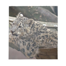 Snow Leopard