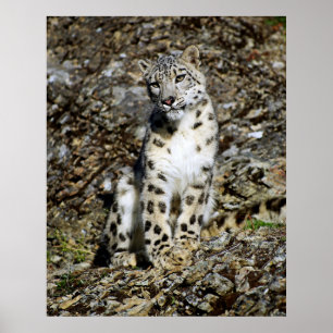 Snow Leopard Posing Poster