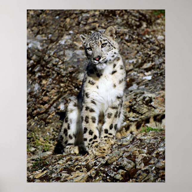 Snow Leopard Posing Poster (Vorne)