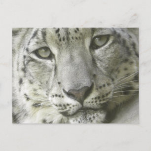 Snow Leopard Postcard Postkarte