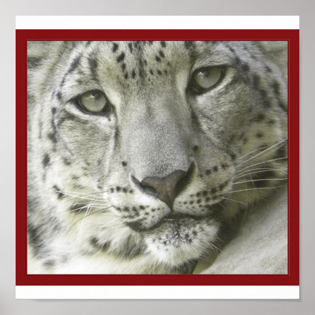 Snow Leopard Poster (Vorne)
