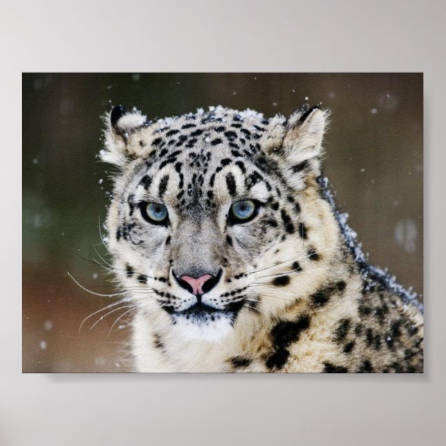 Snow Leopard Poster (Vorne)