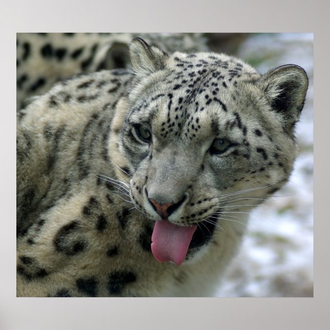 Snow Leopard Poster (Vorne)