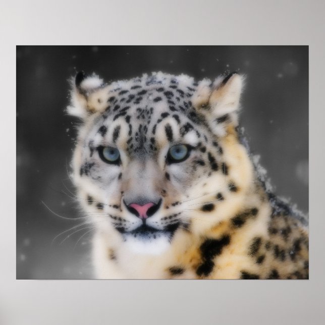 Snow Leopard Poster (Vorne)