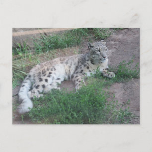 Snow Leopard Postkarte