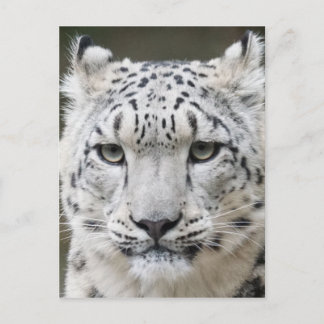 Snow Leopard Postkarte