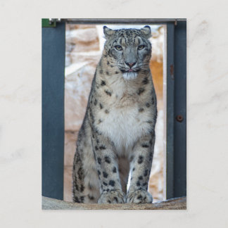 Snow Leopard Postkarte
