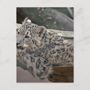 Snow Leopard Postkarte