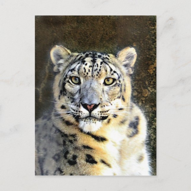 Snow Leopard Postkarte (Vorderseite)