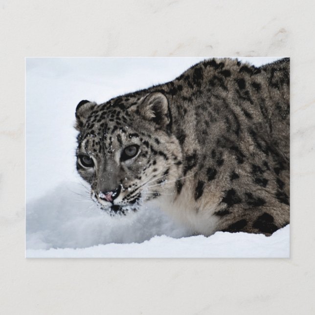 Snow Leopard Postkarte (Vorderseite)