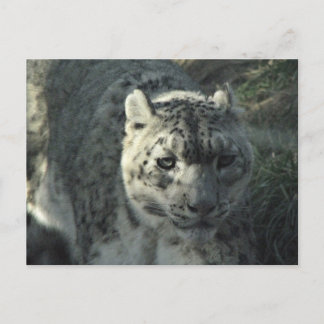 Snow Leopard Postkarte