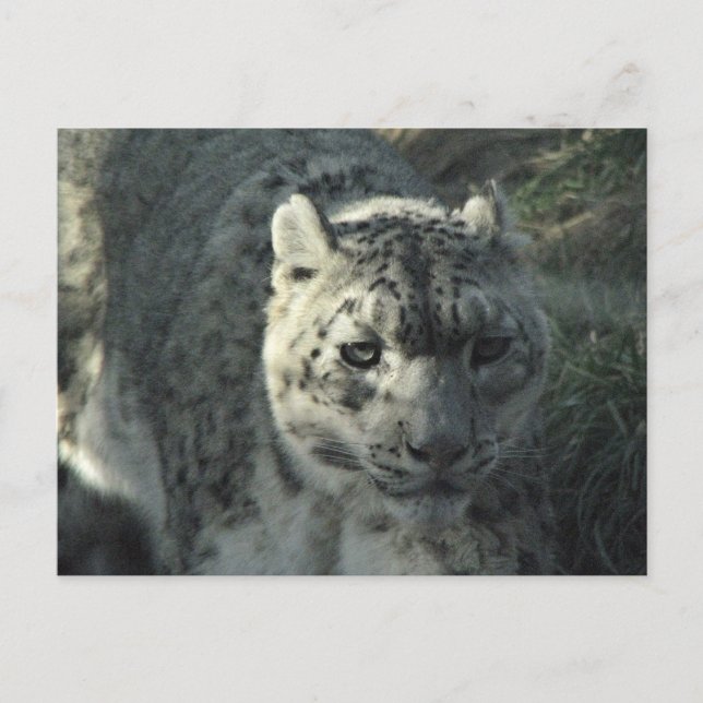 Snow Leopard Postkarte (Vorderseite)