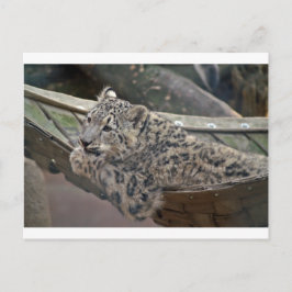 Snow Leopard Postkarte