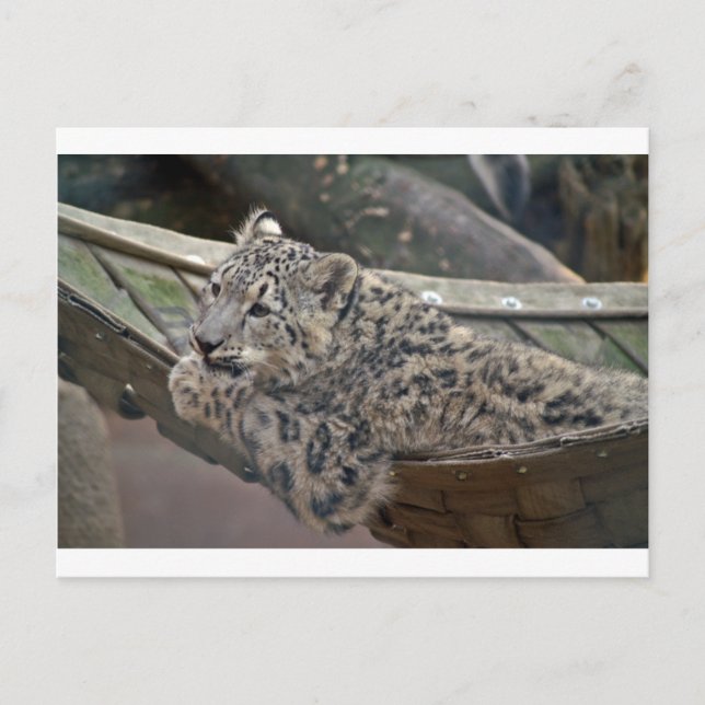 Snow Leopard Postkarte (Vorderseite)