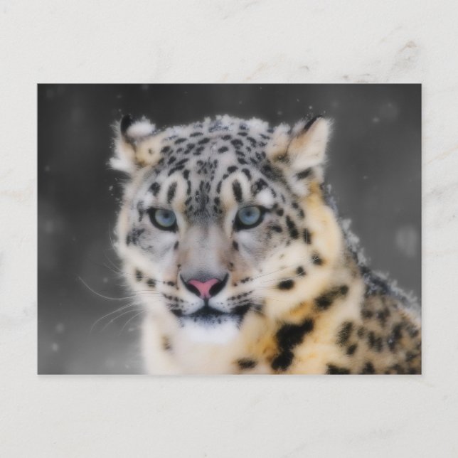 Snow Leopard Postkarte (Vorderseite)